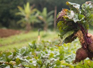 folhas-da-beterraba-sao-aliadas-do-intestino-e-podem-prevenir-cancer,-aponta-pesquisa-brasileira folhas-da-beterraba-sao-aliadas-do-intestino-e-podem-prevenir-cancer,-aponta-pesquisa-brasileira