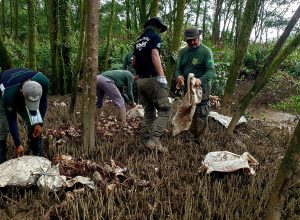 acao-realiza-soltura-de-2-mil-caranguejos-uca-que-foram-capturados-no-defeso-no-amapa acao-realiza-soltura-de-2-mil-caranguejos-uca-que-foram-capturados-no-defeso-no-amapa