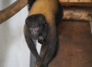 zoo-de-brasilia-recebe-primata-tipico-da-amazonia-para-reproducao-da-especie zoo-de-brasilia-recebe-primata-tipico-da-amazonia-para-reproducao-da-especie