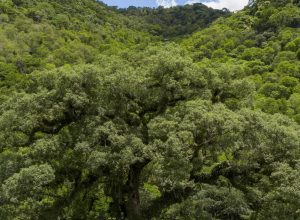 mata-atlantica-perde-2,4-milhoes-de-hectares-em-40-anos