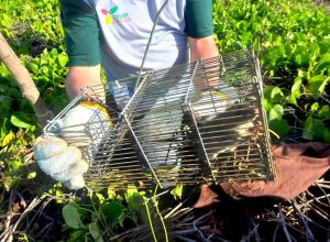 icmbio-faz-desratizacao-na-segunda-maior-ilha-do-arquipelago-de-noronha