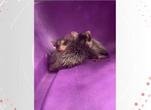 video:-gata-adota-filhotes-de-gamba-abandonados-no-es