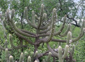 apenas-2,65%-da-caatinga-de-pernambuco-estao-em-area-de-preservacao-integral