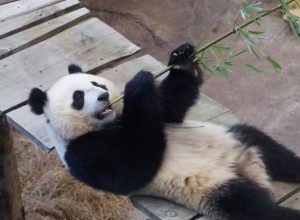 zoologico-na-holanda-descobre-que-panda-gigante-e-femea-e-nao-macho