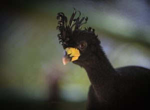 descendentes-de-aves-ameacadas-de-extincao-resgatadas-ha-duas-decadas-por-causa-da-usina-de-porto-primavera-sao-soltos-na-natureza