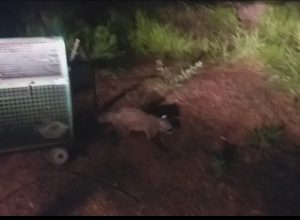 guaxinim-e-capturado-no-centro-de-dracena-e-solto-no-parque-estadual-do-rio-do-peixe