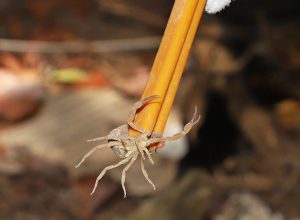 sp-e-o-estado-com-mais-acidentes-com-escorpioes;-veja-que-fazer-se-for-picado