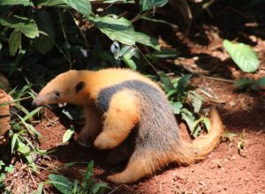scott-e-o-nome-escolhido-para-filhote-de-tamandua-mirim-do-zoologico-de-brasilia