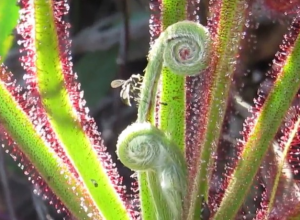 a-mosca-que-consegue-escapar-da-armadilha-da-planta-carnivora-e-ainda-roubar-sua-comida