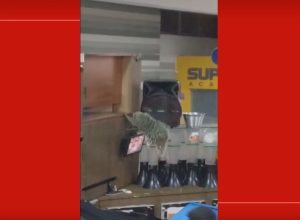 porco-espinho-aparece-em-quiosque-de-shopping-e-e-resgatado-pelos-bombeiros,-no-df