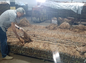 charuto-feito-com-tabaco-sustentavel-produzido-no-ac-e-apresentado-em-festival-na-ba