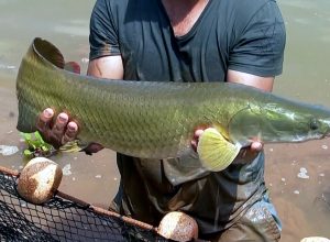 entenda-por-que-o-pirarucu,-peixe-nativo-da-amazonia,-e-um-perigo-para-os-rios-de-sp