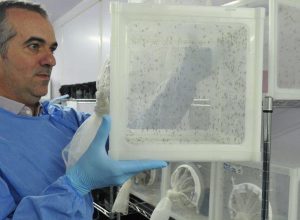brasileiro-criador-do-“aedes”-que-bloqueia-dengue-e-eleito-pela-nature