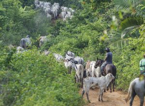 vaqueiro-e-morto-ao-ajudar-a-retirar-gado-invasor-de-area-indigena