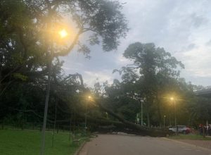 queda-de-arvore-no-parque-ibirapuera-deixa-tres-feridos