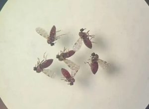 estudo-explica-diferenca-de-sintomas-entre-febre-do-oropouche-e-dengue