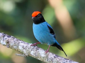 a-mentira-do-tangara-tem-caudas-longas