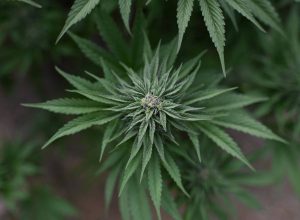 o-risco-de-psicodelicos-seguirem-rota-problematica-da-cannabis