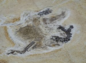 fosseis-retirados-da-bacia-do-araripe-voltam-ao-brasil-30-anos-depois