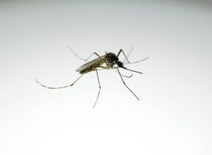 dengue-desacelera,-mas-mata-28-pessoas-no-brasil-em-2026