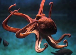 como-os-polvos-conseguem-abrir-potes-e-resolver-problemas-complexos