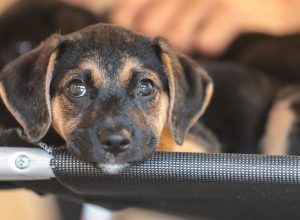 governo-abre-consulta-publica-sobre-genericos-e-similares-veterinarios