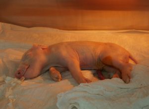 brasileiros-clonam-1o-porco-em-projeto-para-transplante-de-orgaos-suinos-em-humanos