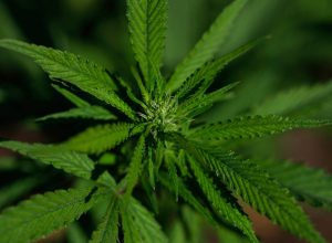 reforma-de-trump-para-maconha-e-fumaca-de-palha