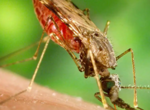 pesquisadores-sintetizam-moleculas-eficientes-no-tratamento-contra-malaria