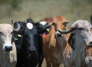 cna-vai-manter-investimentos-em-pesquisas-para-o-agro,-diz-joao-martins
