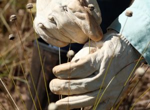 plantas-consideradas-extintas-sao-reencontradas-em-minas-gerais