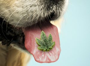 especialistas-explicam-beneficios-e-limites-de-canabidiol-para-caes