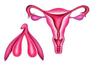 pela-primeira-vez,-cirurgia-reconstroi-clitoris-apos-cancer-de-vulva
